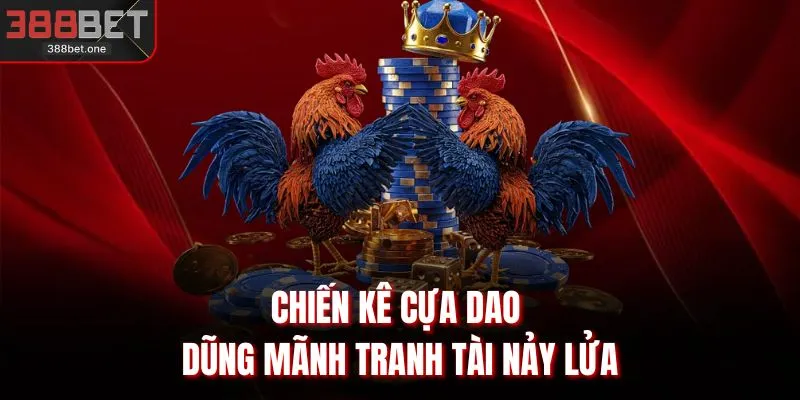 Chiến kê cựa dao dũng mãnh tranh tài nảy lửa